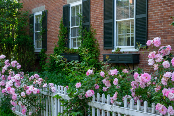 istock Roses on the Fence 1172696982