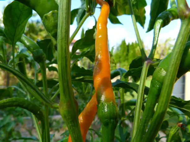 hot cayenne pepper close-up perspective view in orange color on plant stem with green foliage and blurry light blue background. food and spice concept. organic and fresh food ingredients.