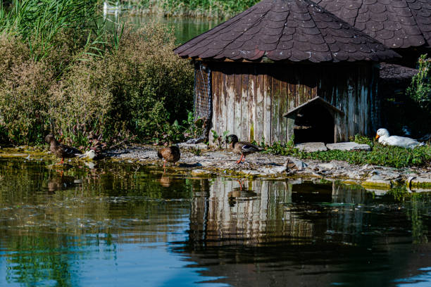 Wildlife scene from Mogan Lake, birds, ducks, nature beauty