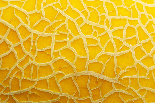 melon texture yellow background macro closeup. Fruit abstraction