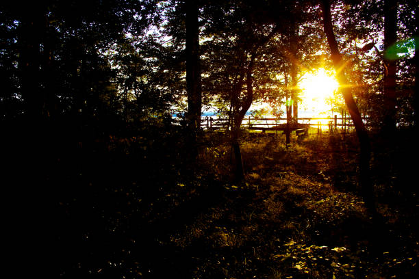 The sun sets in a forest in Northern Virginia.