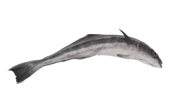 istock Cobia fish isolated on white background 1172699412