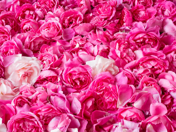 istock Romantic fresh pink roses background close up 1172699623