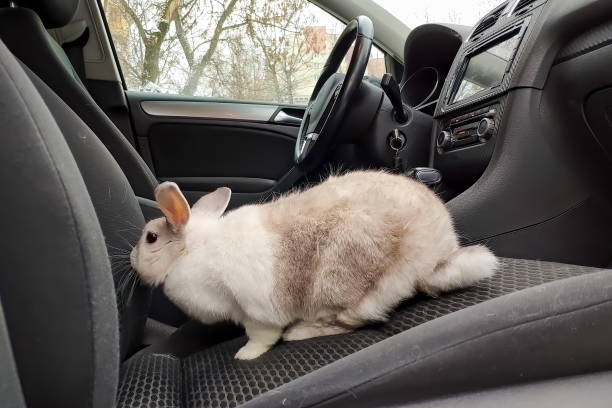 istock White gray rabbit in the car. Rides on the passenger seat 1172700255