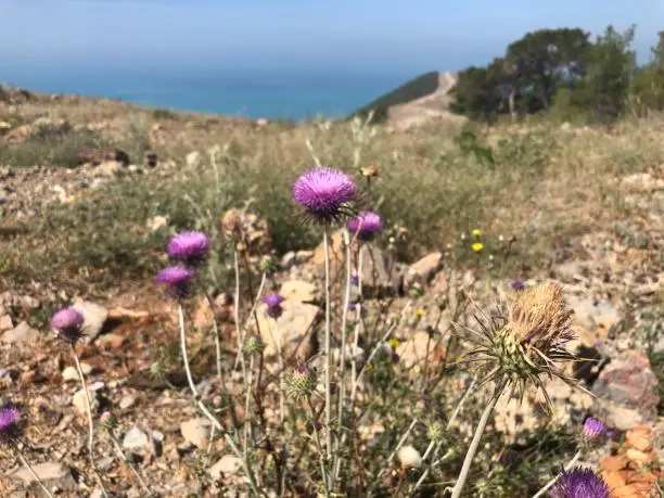 Photo of Flowers of plumeless thistle, rocky highlands and sea at the background.