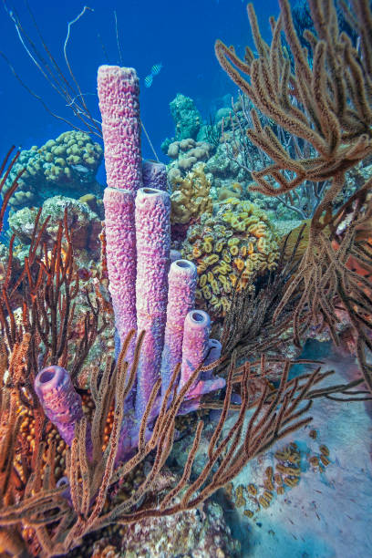 istock Caribbean coral garden 1172701792
