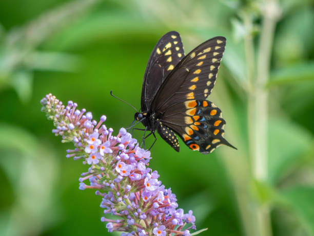 istock Black swallowtail butterfly in summer 1172701801