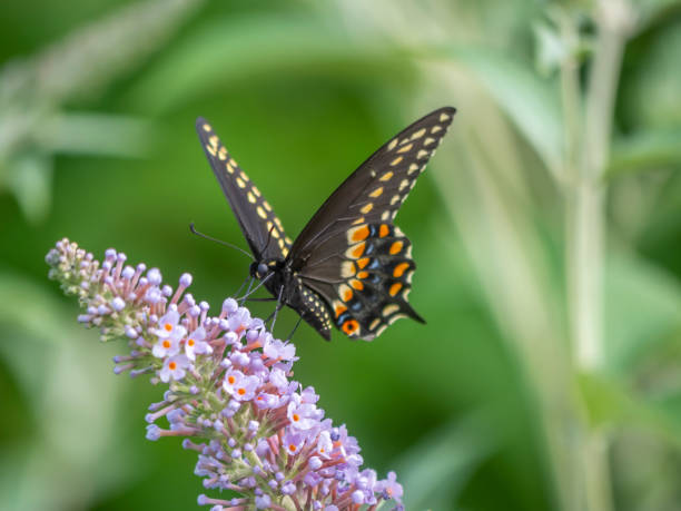 istock Black swallowtail butterfly in summer 1172701903