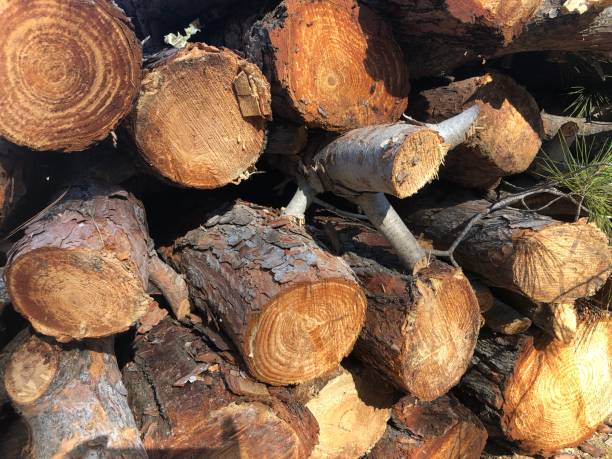 istock Piled pine tree logs. Stacks of cut wood 1172701941