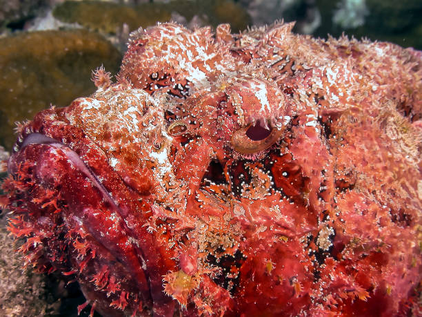 istock Caribbean coral garden stonefish 1172702064