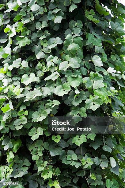 Foto de Kudzu e mais fotos de stock de Kudzu - Kudzu, Arbusto, Arbusto Tropical