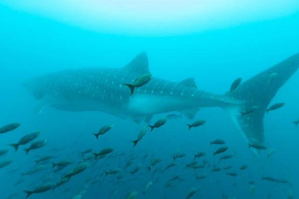 istock Whale shark amongst shoal of fish 1172706500