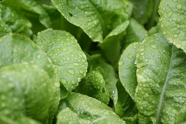 istock Fresh Lettuice Growing in the Garden 117270654