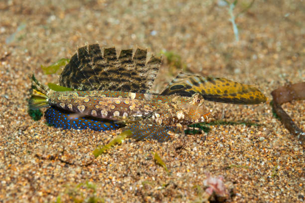 istock Orange and black dragonet 1172706635