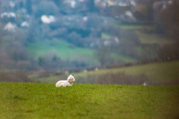 agneau dormant dans le paysage - welsh culture wales field hedge photos et images de collection