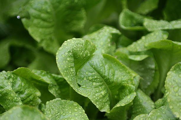 istock Fresh Crisp Lettuce in the Garden 117270681