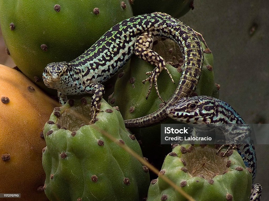 Lézard des murailles de cactus - Photo de Animal vertébré libre de droits