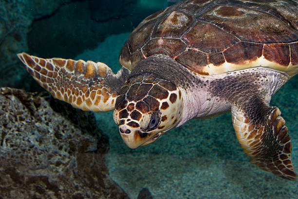 Turtle swimming underwater stock photo