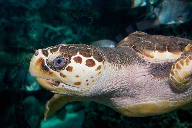 ritratto di tartaruga - retina animale foto e immagini stock