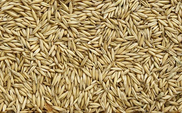 oat grain stock photo