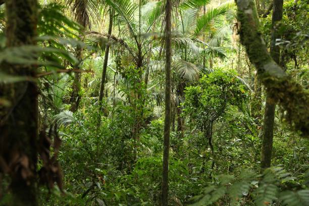 istock Mata Atlantica, Brazil 1172710503