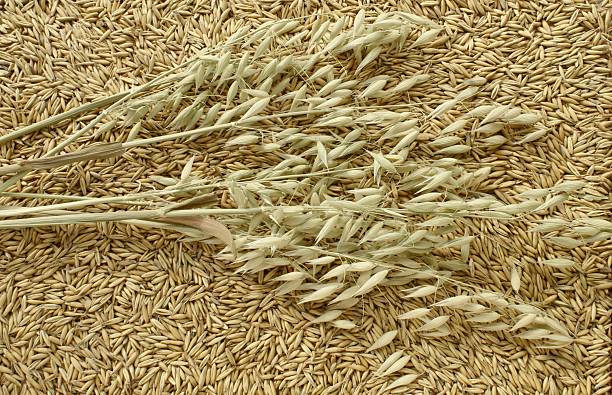 oat seeds and ears stock photo