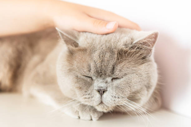 istock British Shorthair cat lying on white table 1172710739