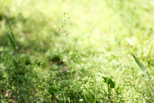 istock Beautiful grass background. Landscape. Nature. Green background 1172712283