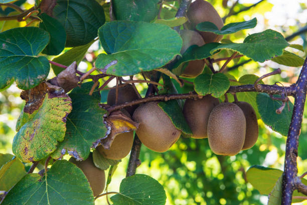 istock Fresh kiwi fruit on a tree growing. Kiwifruit Actinidia 1172712355