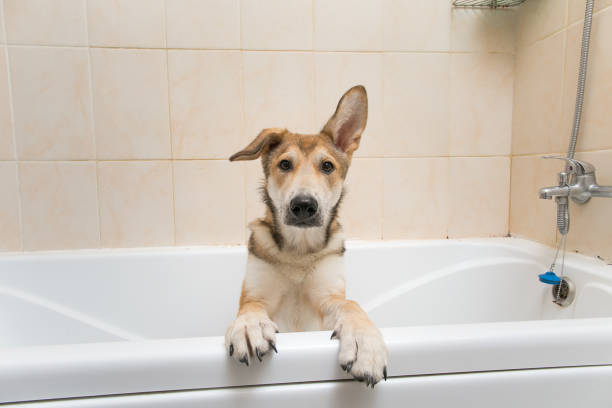 istock wet mongrel dog after standing in bath 1172713743