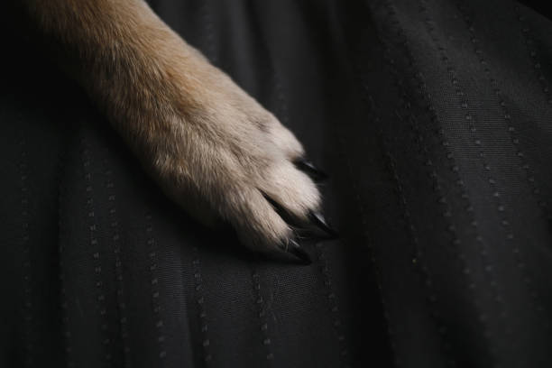istock red haired fluffy dog paw on on the bed close up 1172713783
