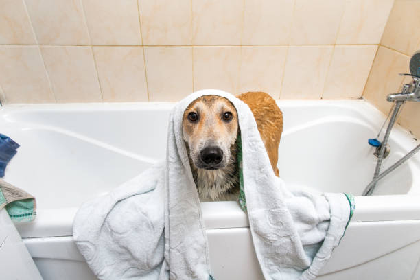 istock wet mongrel dog after standing in bath 1172713817