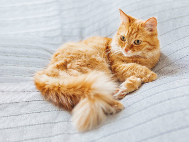 istock Cute ginger cat lying on bed. Fluffy pet is dozing. Cozy home background. 1172715773