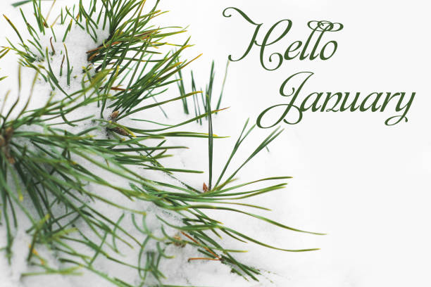 istock Hello winter. Snow-covered spruce. The needles are covered with snow 1172716586