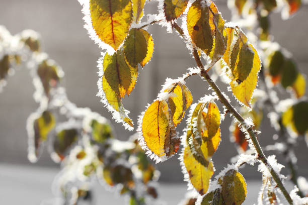 Leaves in the frost