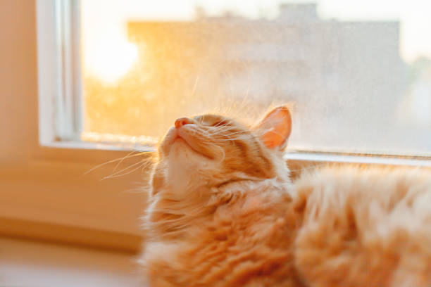 istock Cute ginger cat is lying on window sill and waiting for something. Fluffy pet in the setting sun. Cozy home. 1172716921