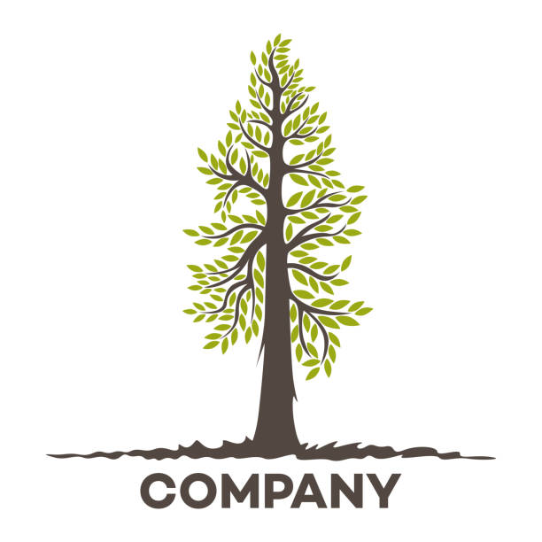 Tree sequoia logo Tree sequoia logo sequoia tree stock illustrations