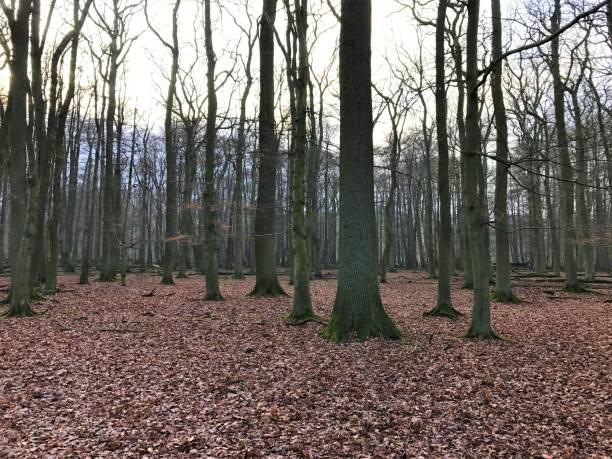 istock Bare trees in a European forest in autumn winter 1172717351