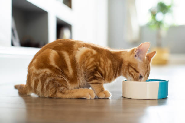 ペットジンジャー猫は自宅でボウルから食べ物を食べる - pet food animals feeding cat food cat bowl ストックフォトと画像