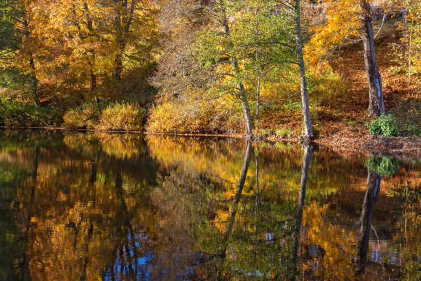 istock Trees on the beach in autumn colours 1172719078