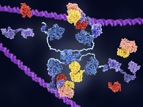 MDM2 (violet, foreground) binds to p53 (blue). Thus, the tumor suppressor p53 cannot bind to DNA and trigger the self-destruction of the cell. In the cytoplasm, a domain of MDM2 and MDMX (red) add ubiquitin to p53 targeting it for destruction by proteasomes. MDM2 may be a target for cancer chemotherapy.