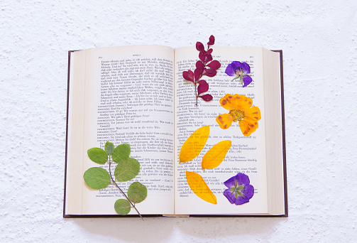 pressed flowers in an old book (Goethe, public domain)