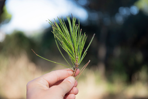 Hand holding a a twig of red pine needles (pinus pinaster) in outdoor background
