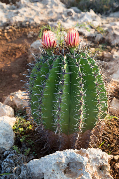 istock Cactus in the wild. Different flowering cacti 1172721008