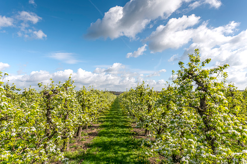 Apple Trees In blossom in  Orchard under a blue sky in spring time