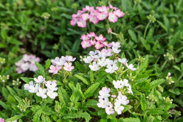 istock Various plant flower label photos 1172723579