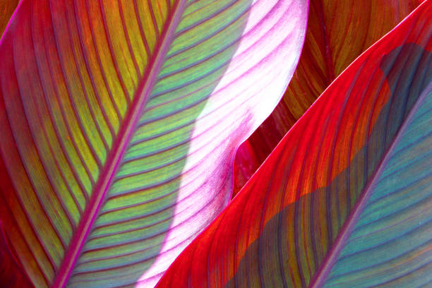 istock background, colorful, leaves, illuminated, by, sun, large shot, macro 1172723944