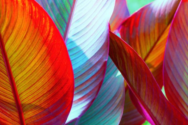 red, violet and yellow large leaf, tropics. Floral background, large shot macro