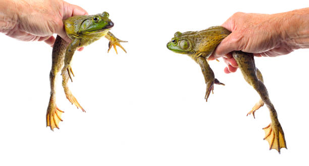 Two Focus Stacked Images of a Large American Bullfrog Being Held By a Hand Two Closeup Focus Stacked Images of a Large American Bullfrog Held, Isolated on White bullfrog photos stock pictures, royalty-free photos & images