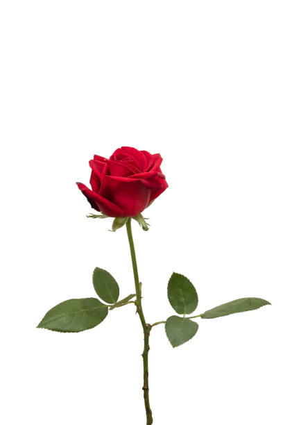istock red rose flower wedding flower 1172724825